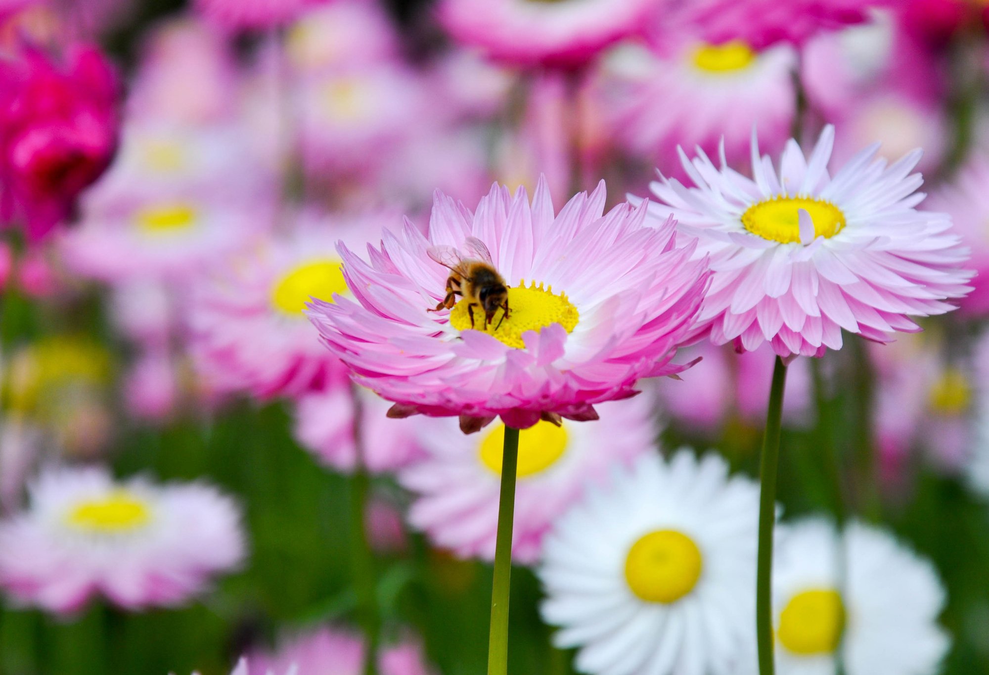 Pollination Fund