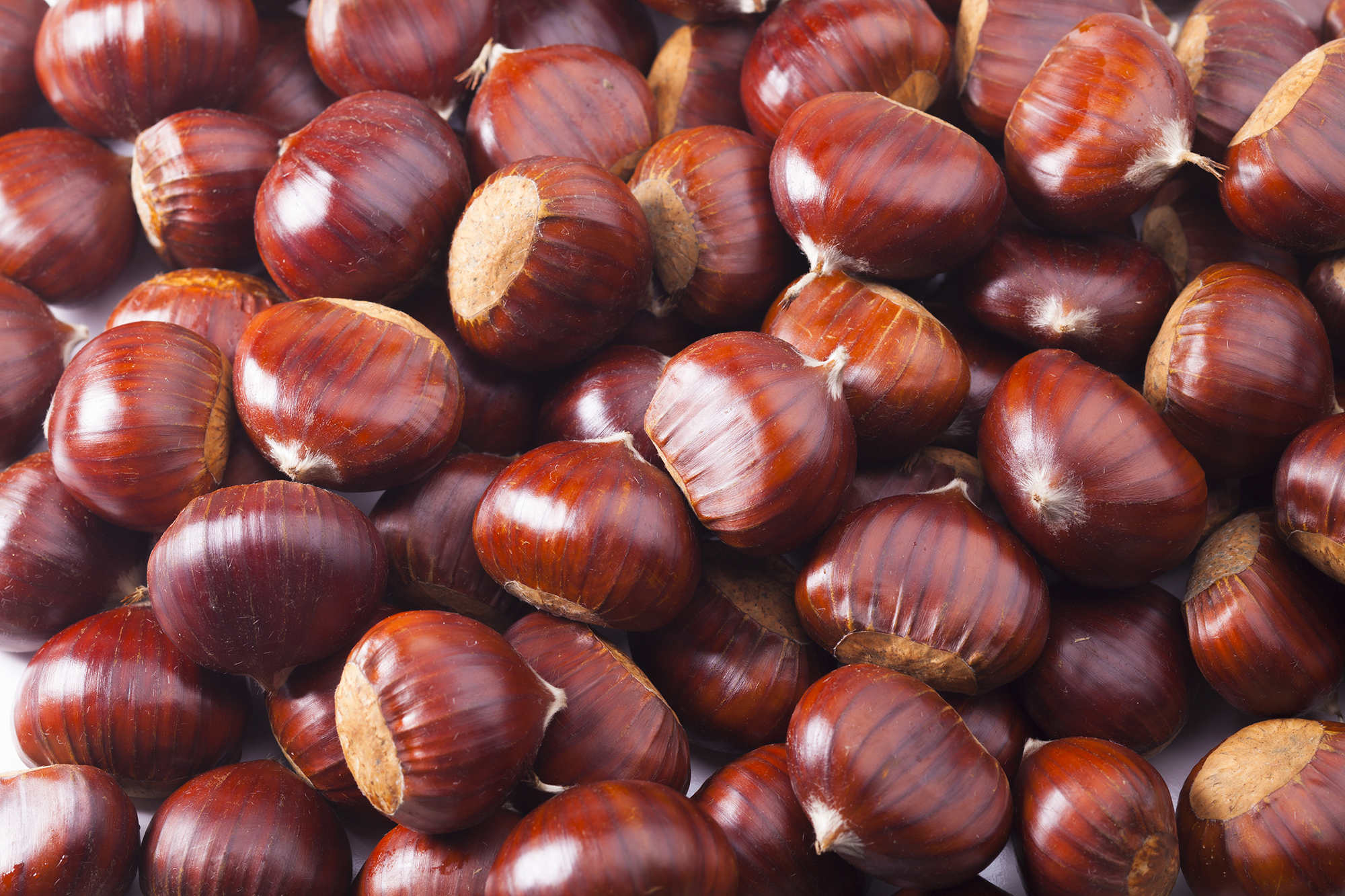 Picture of a chestnut nut