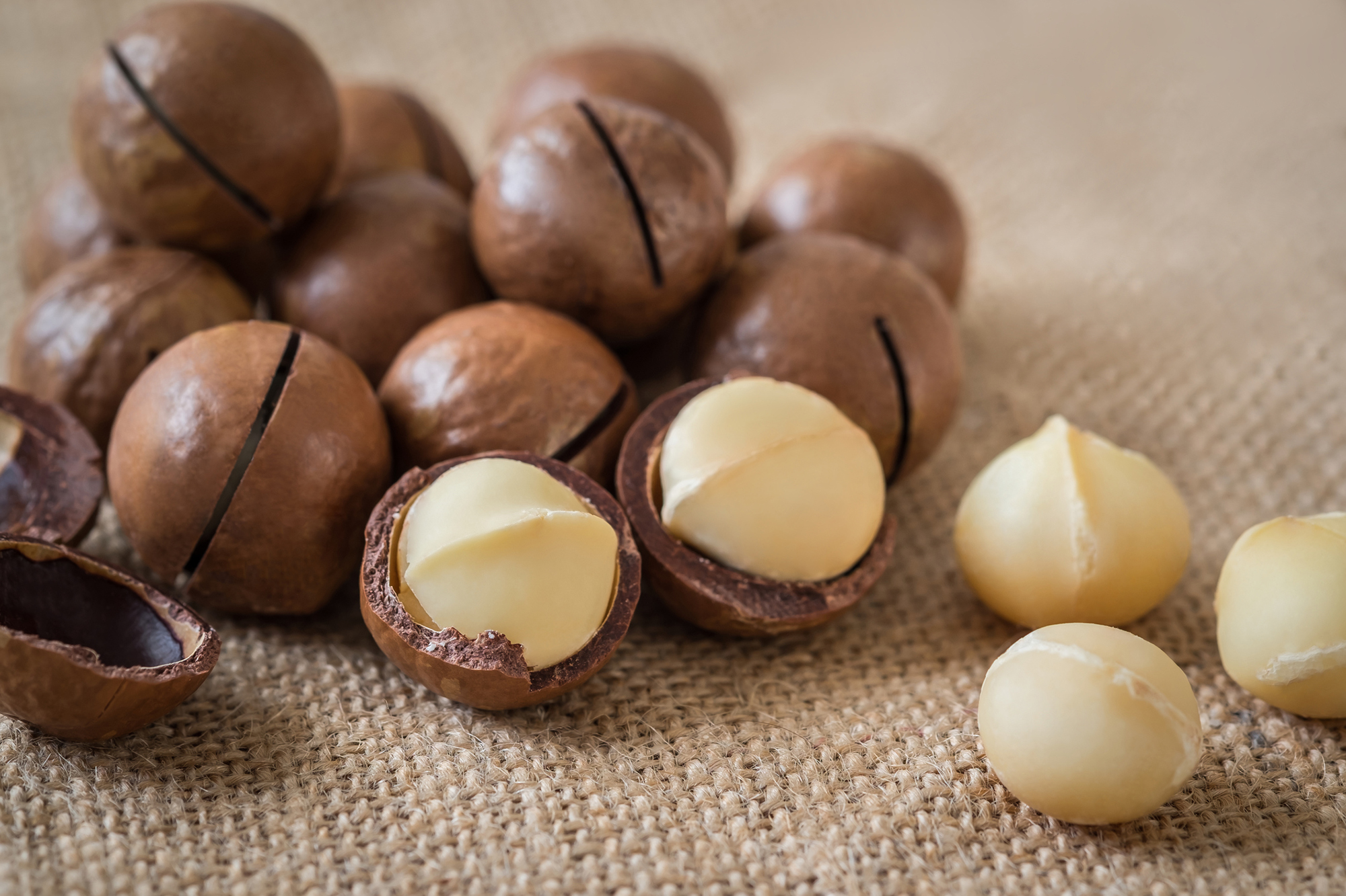 Hort Innovation Macadamia Fund