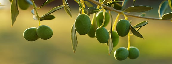 Olive Fund