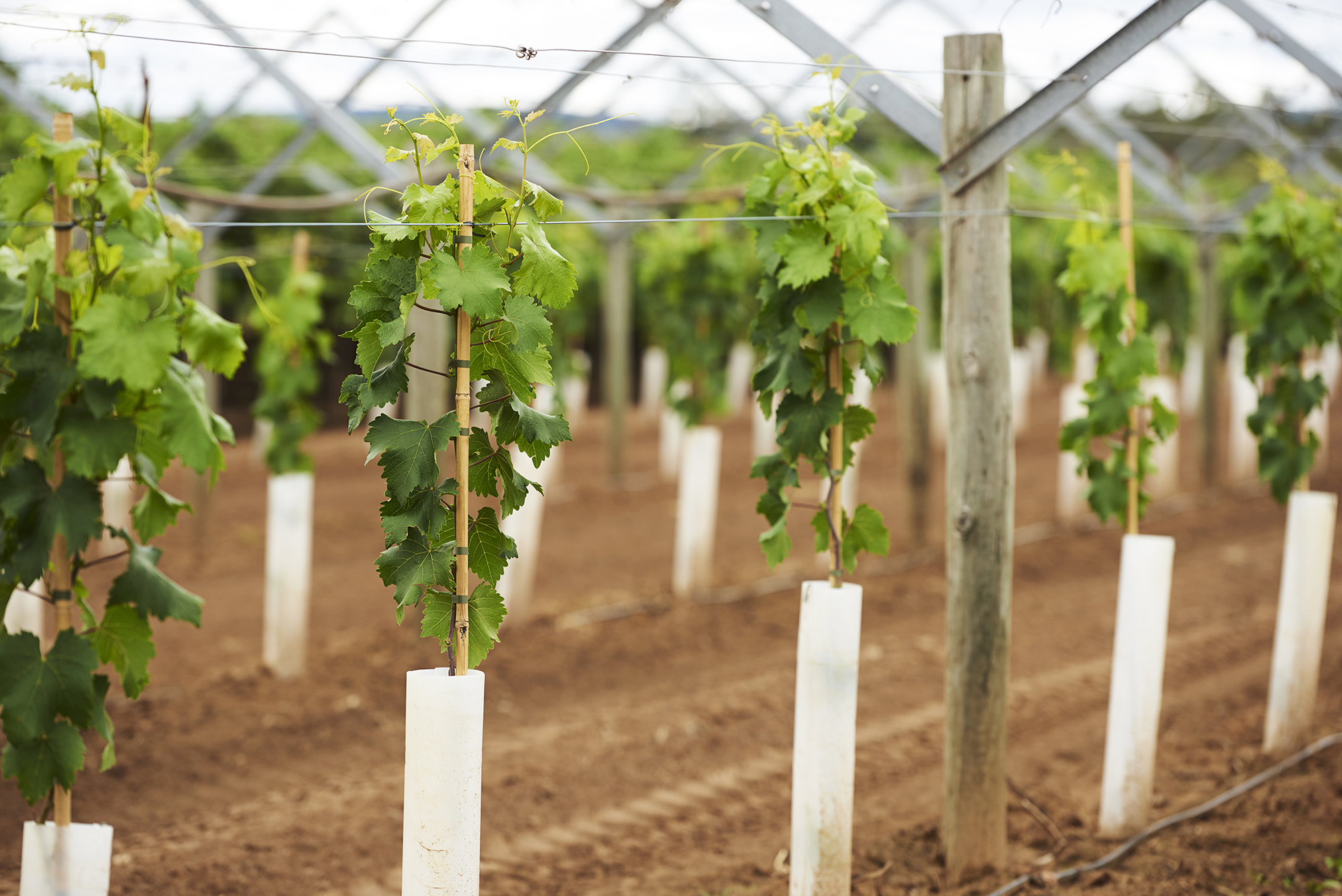Hort Innovation Table Grape Fund