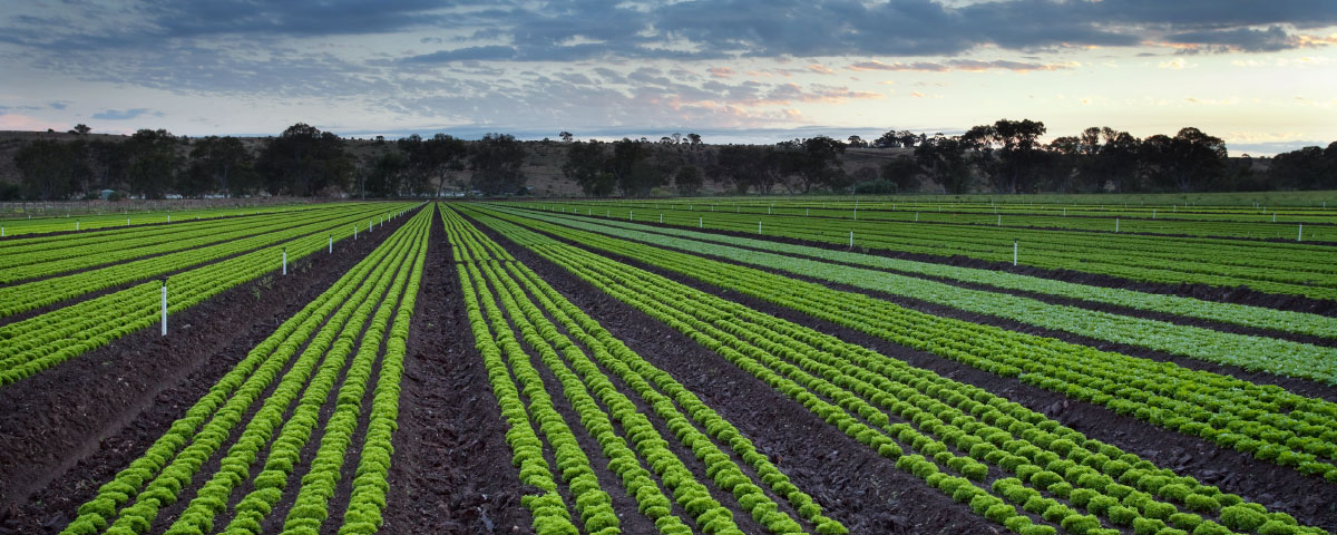 Horticulture innovation australia funding