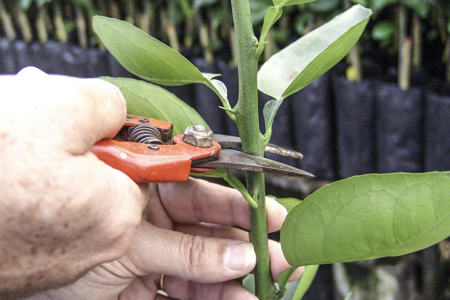 Protecting Australia's citrus genetic material (CT21002) 