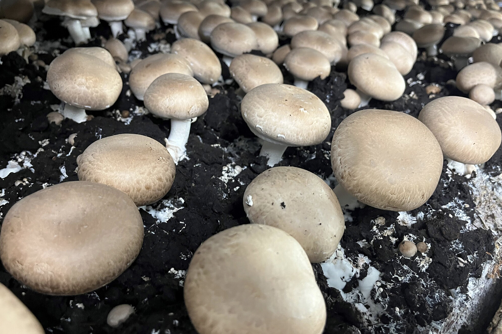 Mushroom industry crisis and reputation risk management (MU20006)