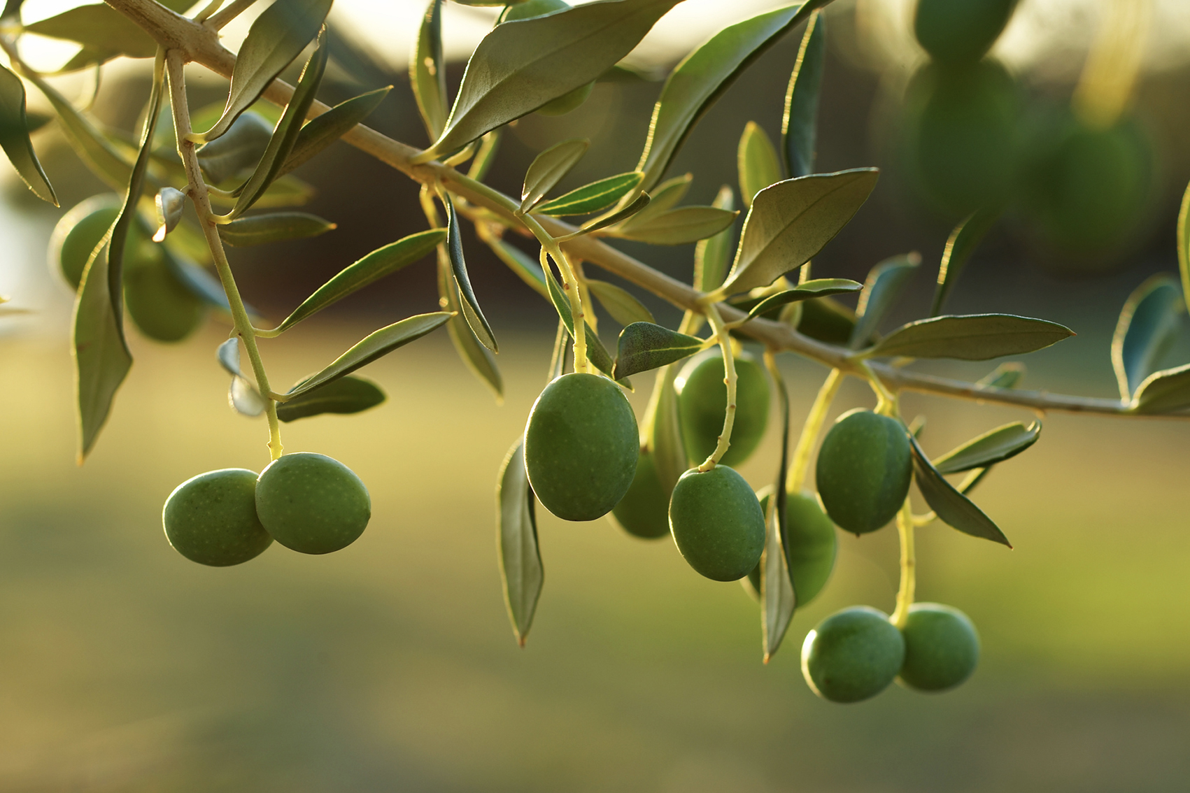Increasing awareness of the health benefits of Australian olive products (OL22001)