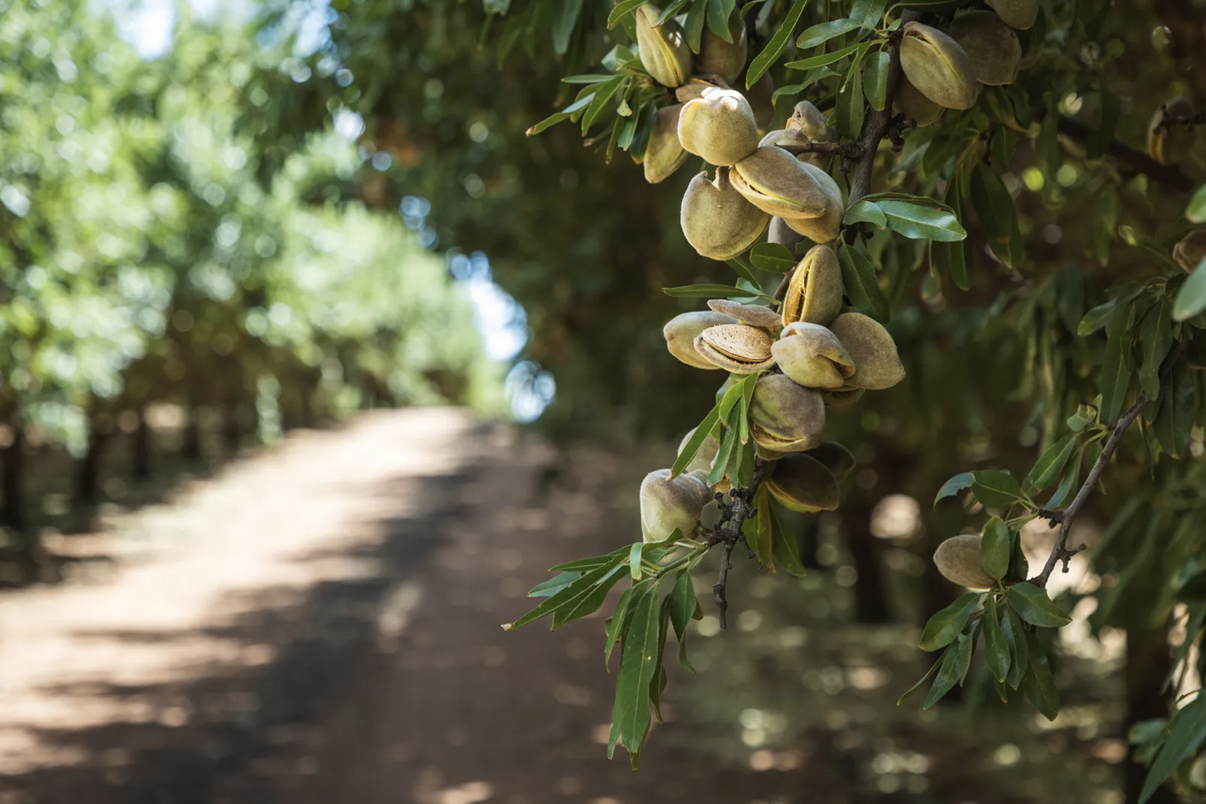 Enabling the pathway to best sustainable management practices (AL23001)