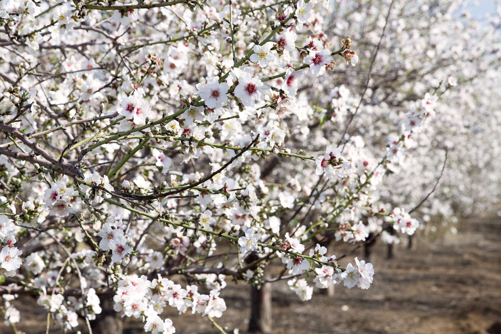 Almond market development and market access project (AL24002) 