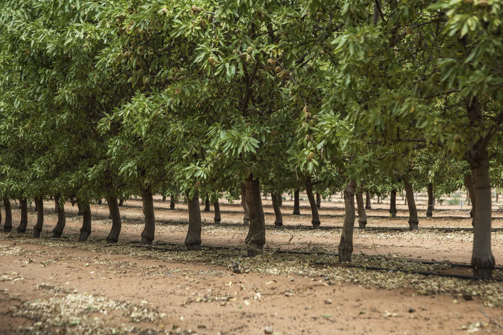 Efficient almond orchard systems (AL25001)