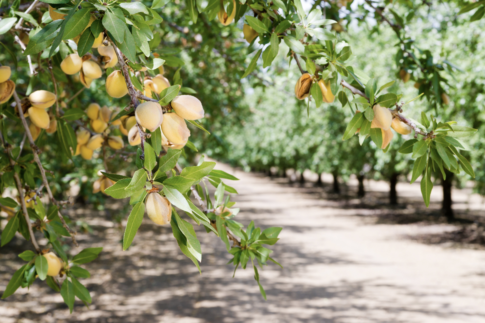 Pathway to carbon neutral whole orchard recycling in almond orchards - phase 2 (AL25002)
