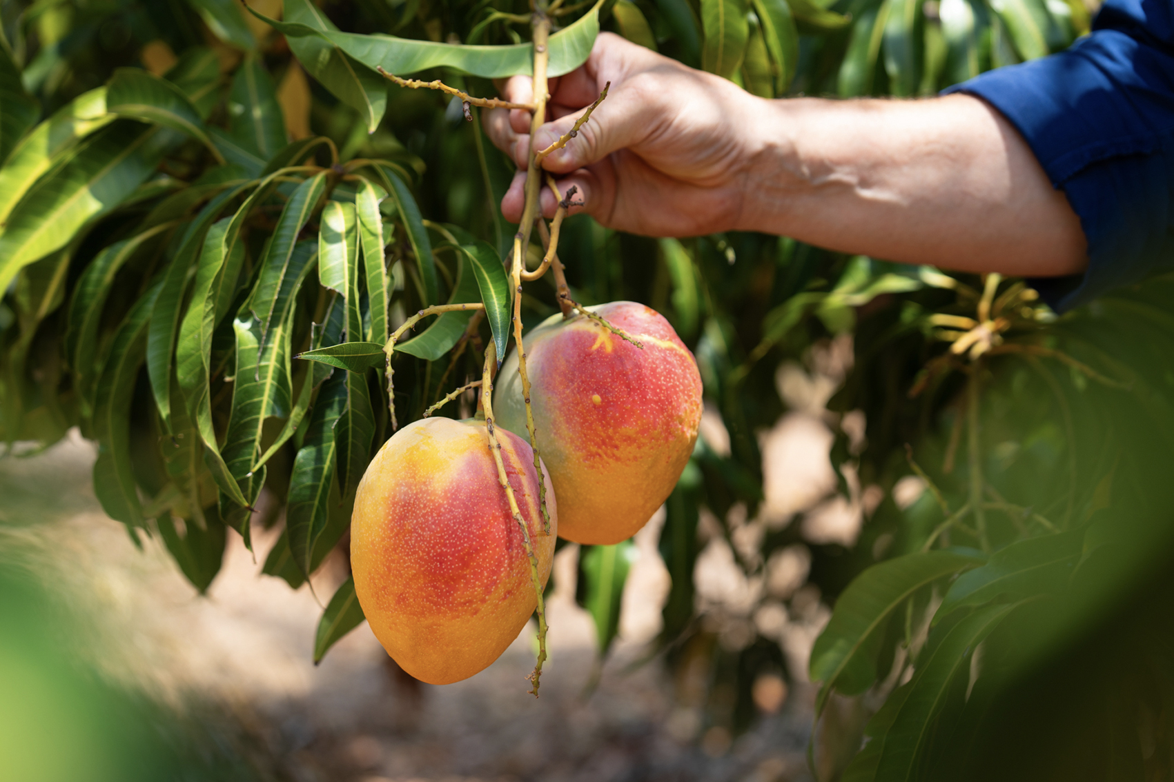 Genetics for next generation orchards (AS23003)