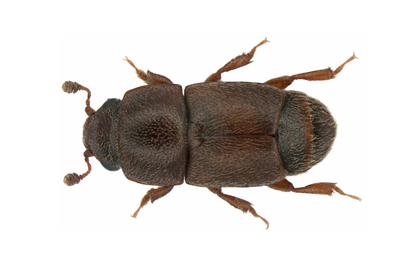Field validation and commercialisation R&D for the carpophilus beetle lure (AS25003) 