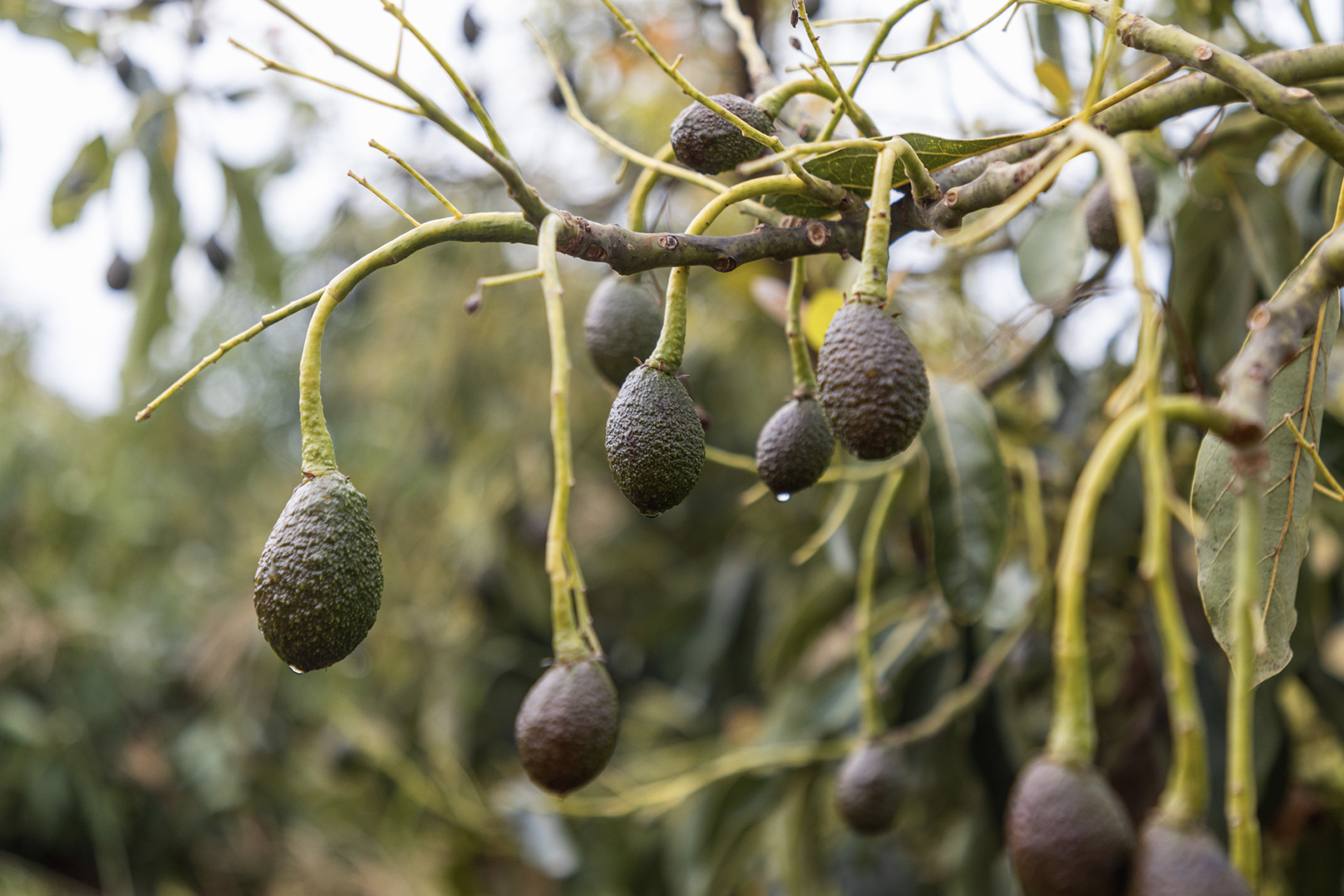 Avocado industry communications program (AV21004)