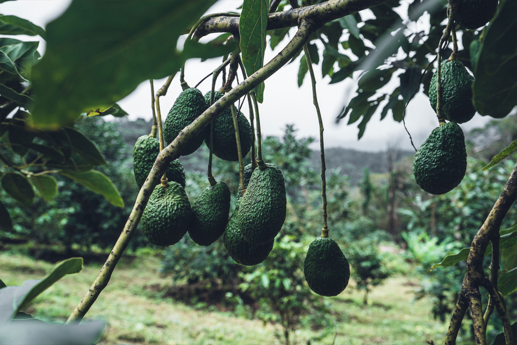 Optimising avocado yield with region-specific canopy management: insights from light interception and canopy modelling (AV24011)