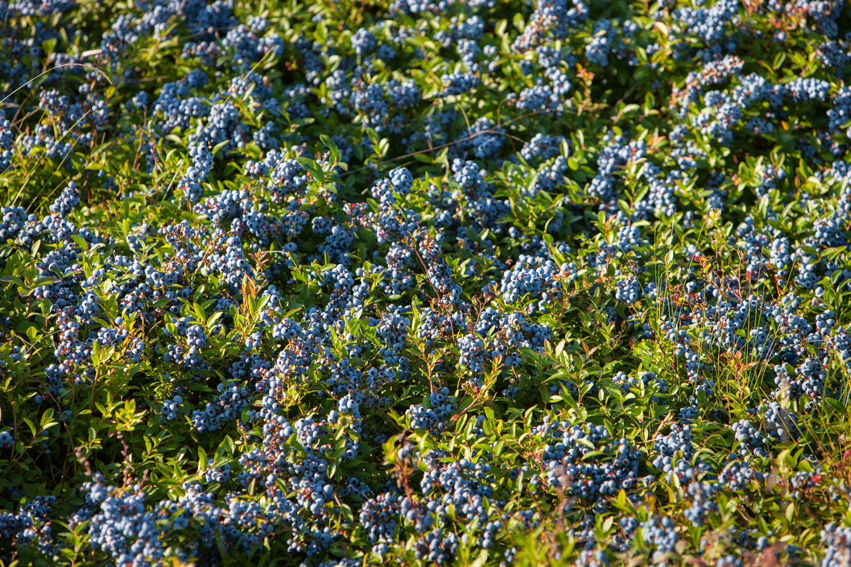 Understanding the cause of blueberry root wrapping and associated root crown disorders (BB23000)