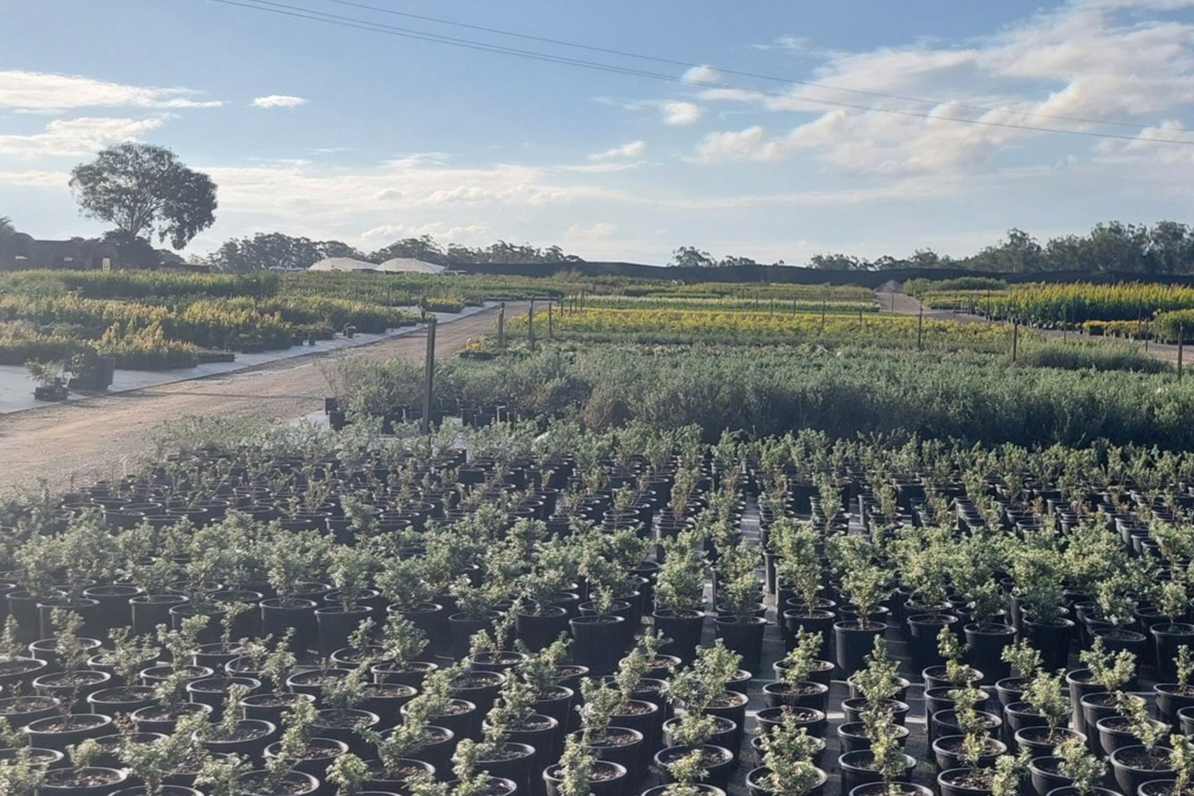 Nursery sustainable plant production and biosecurity preparedness (BY24004)
