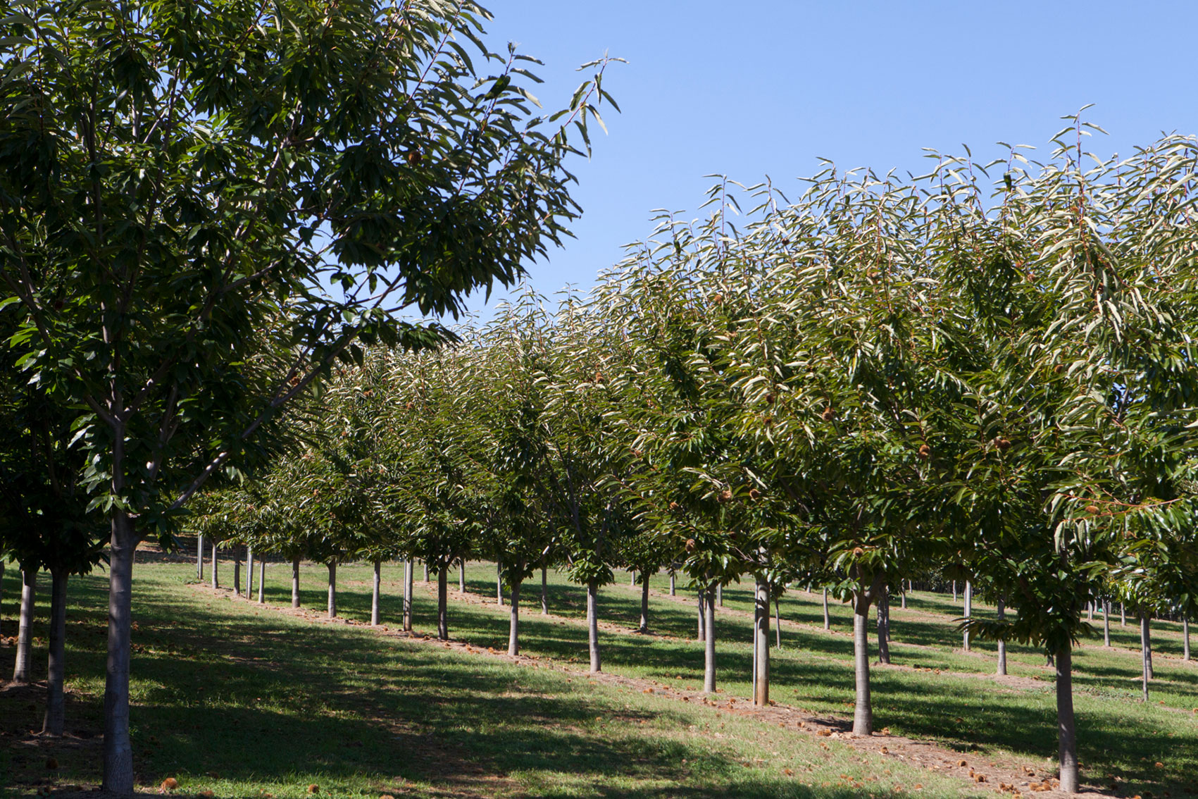 Chestnut industry communications and extension program (CH24002)