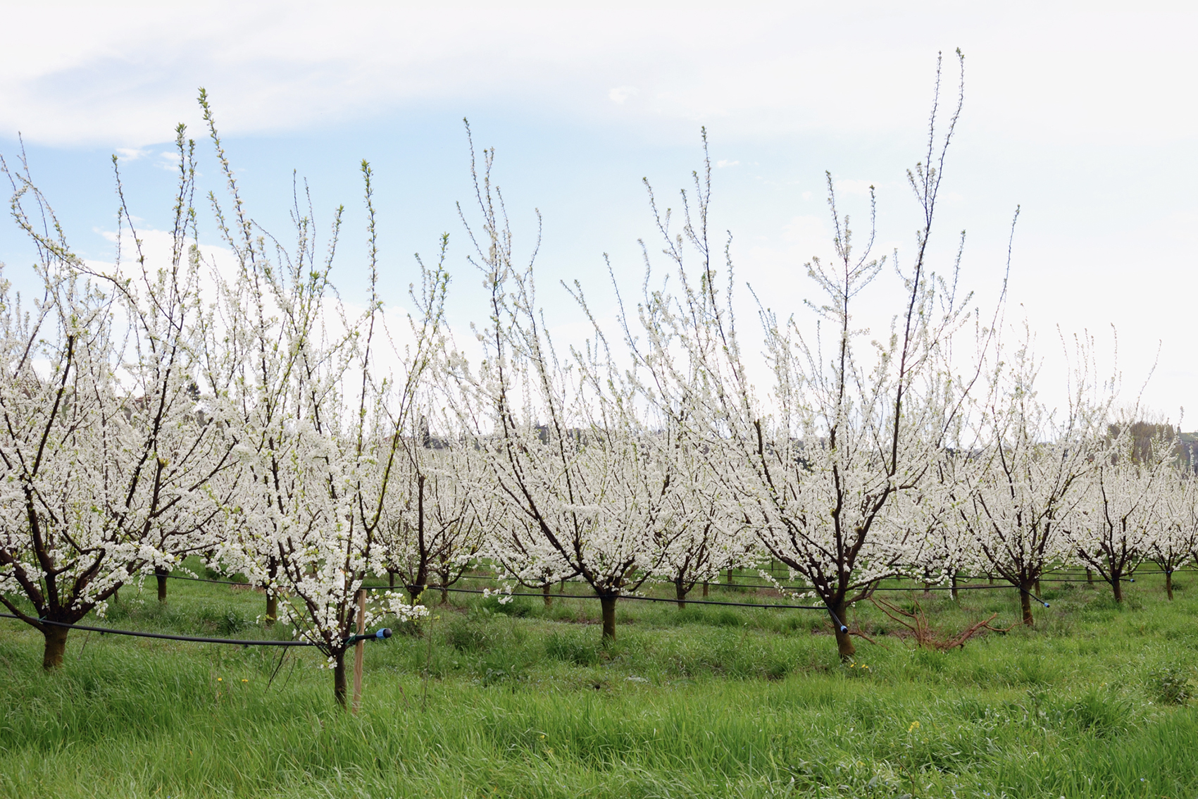 Dried prune industry communications and extension program (DP25001)