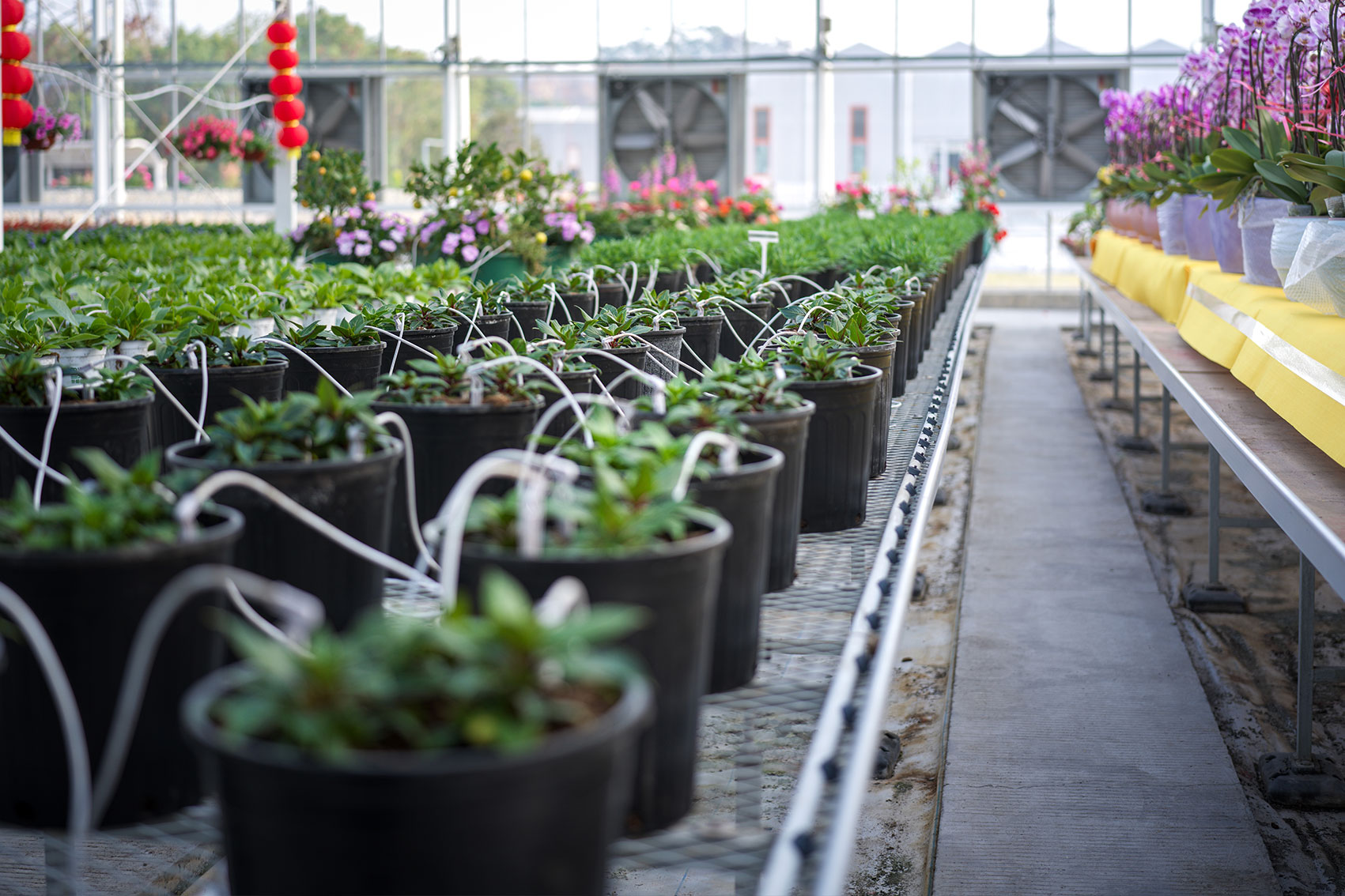 Nursery sustainability – undertaking a lifecycle assessment (NY22001)