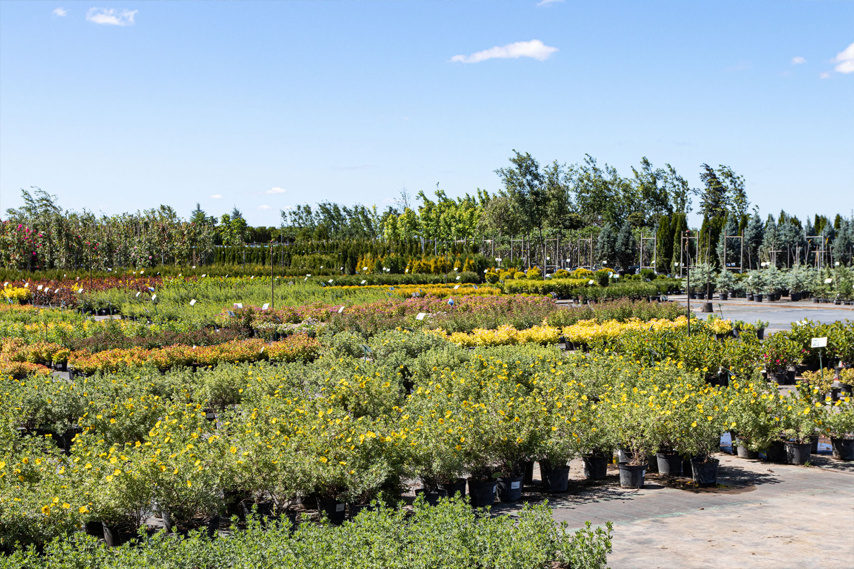 Resourcing and diagnostic support for the nursery industry (NY24006)  