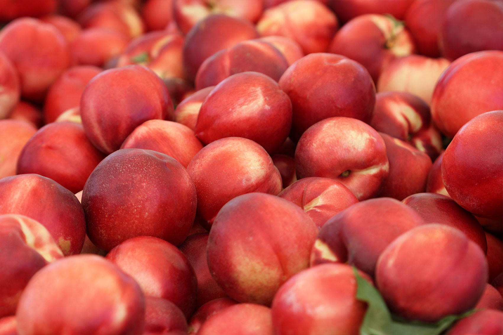 Export registration portal – summerfruit (SF25003)