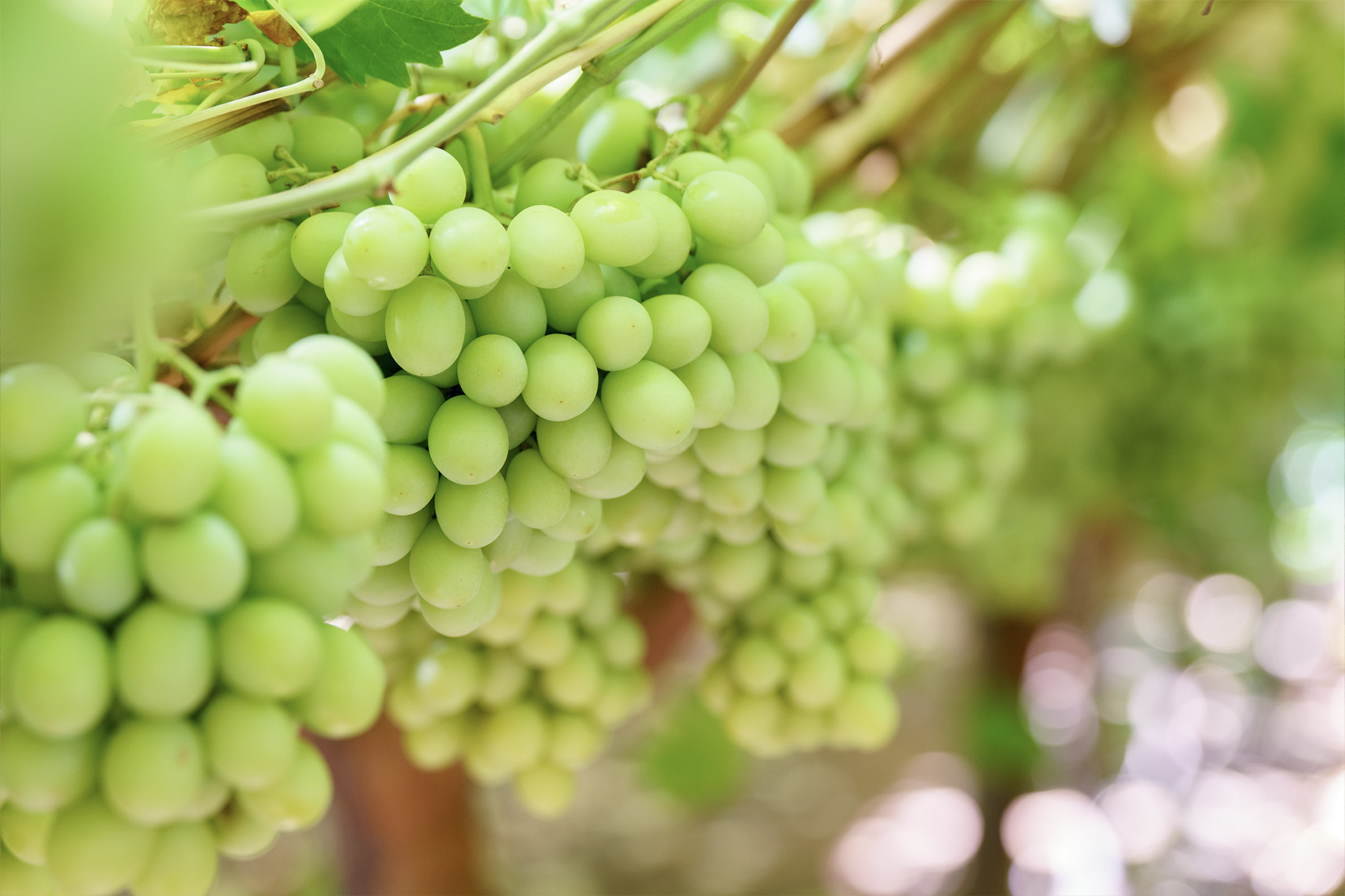 Table grape industry communications program (TG25001)