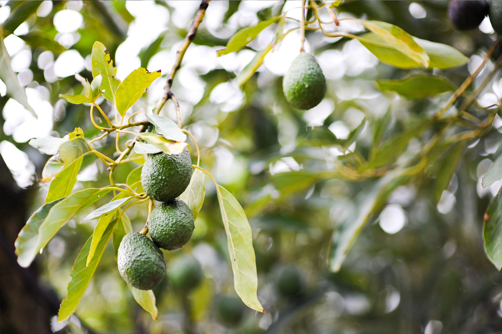 Industry level life cycle assessment (LCA) of Australian avocado production (AV23015)