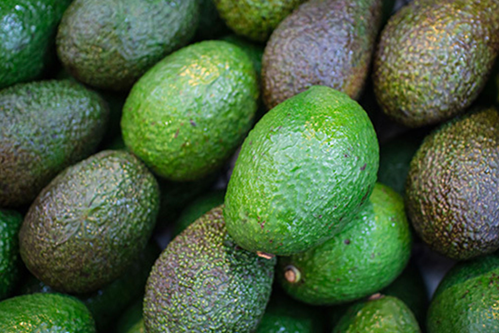 Avocado biosecurity capacity building (AV25012)