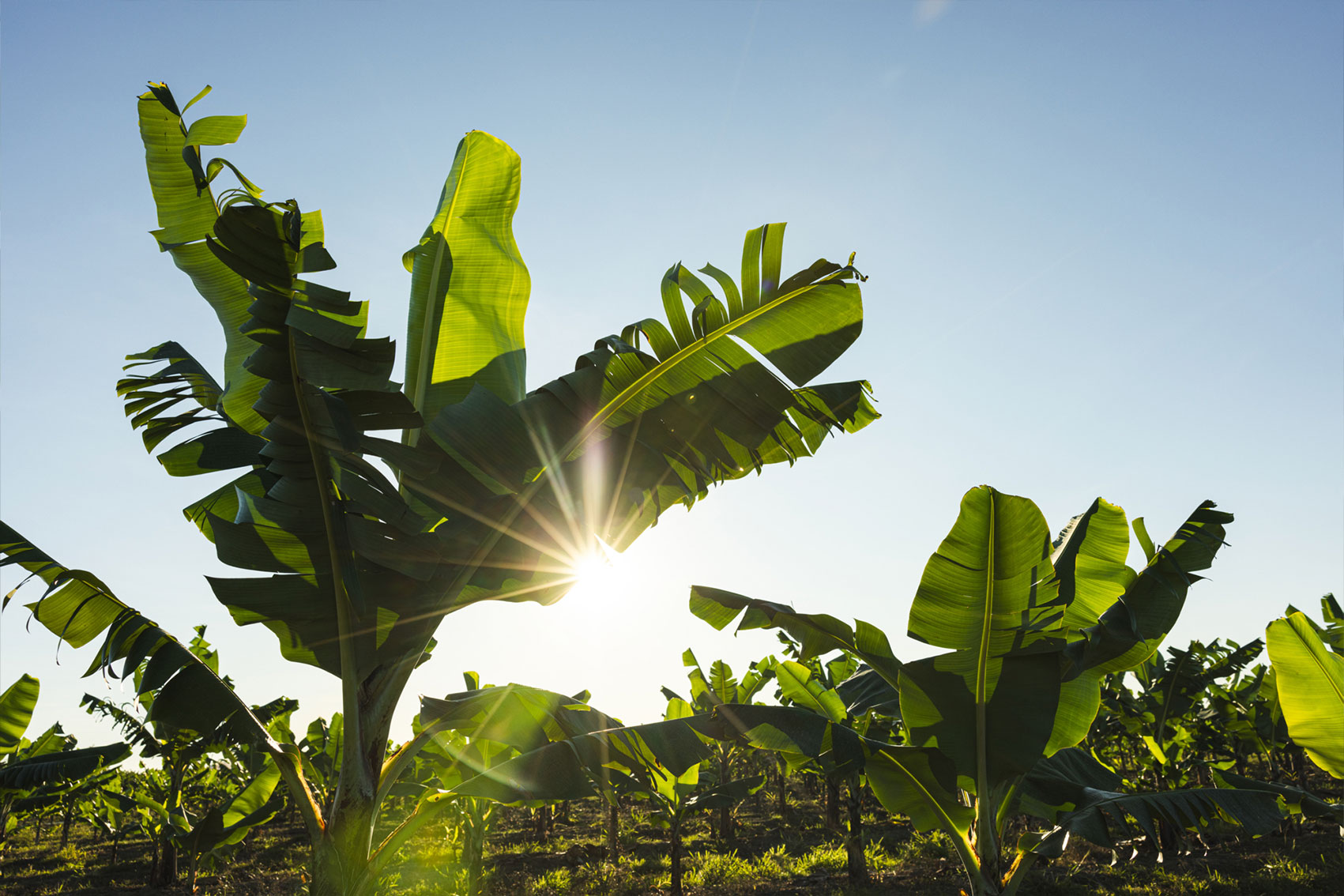 Discovering new sources of resistance for Panama Tropical Race 4 (TR4) (BA24004)
