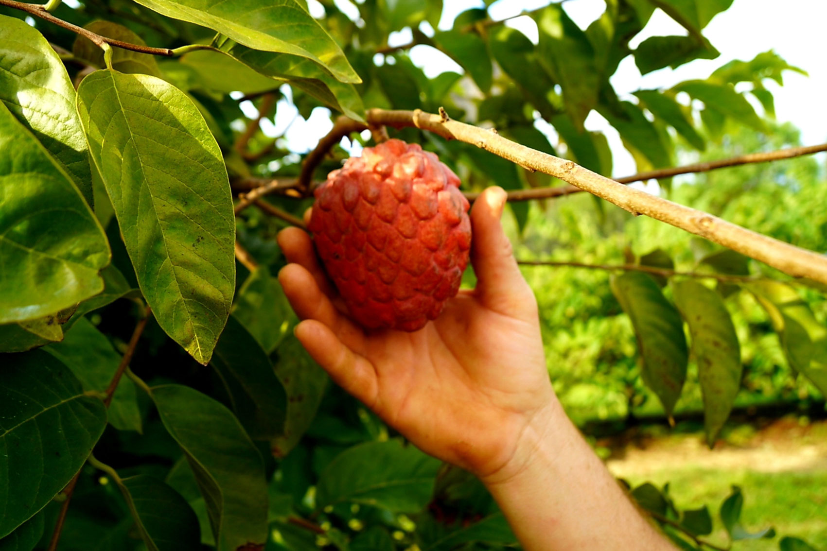 New custard apple varieties and enhanced industry productivity (CU16002) 