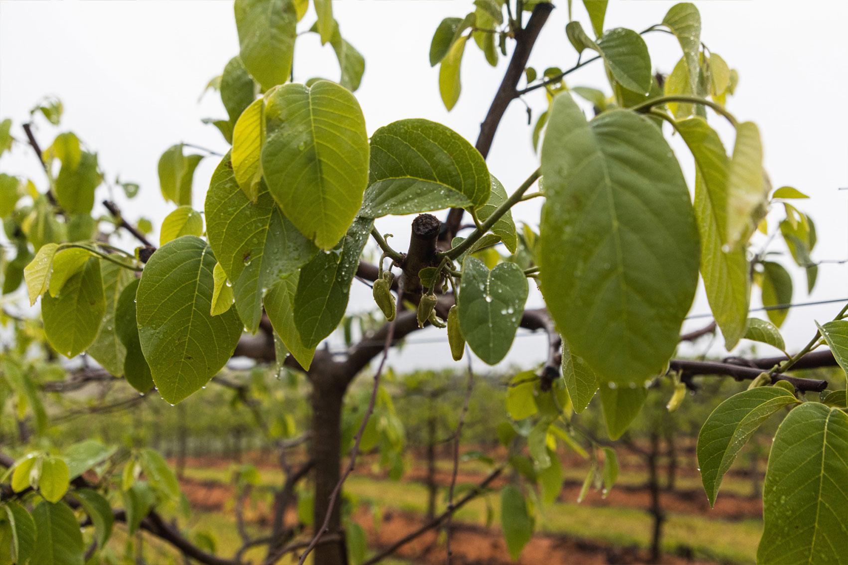 Custard apple industry development (CU24001)  
