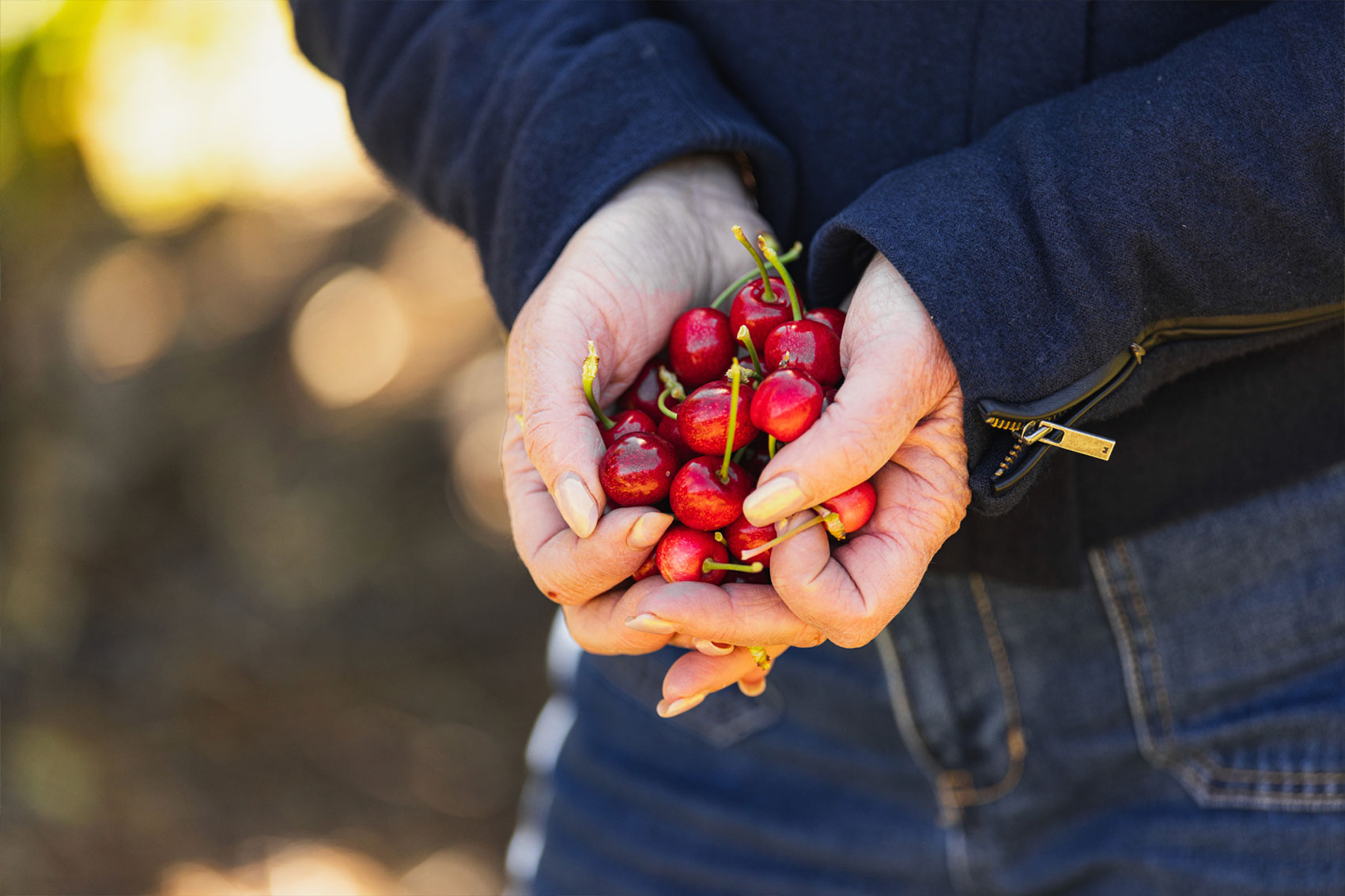 Global cherry study tour – Chile 2026 (CY25004)