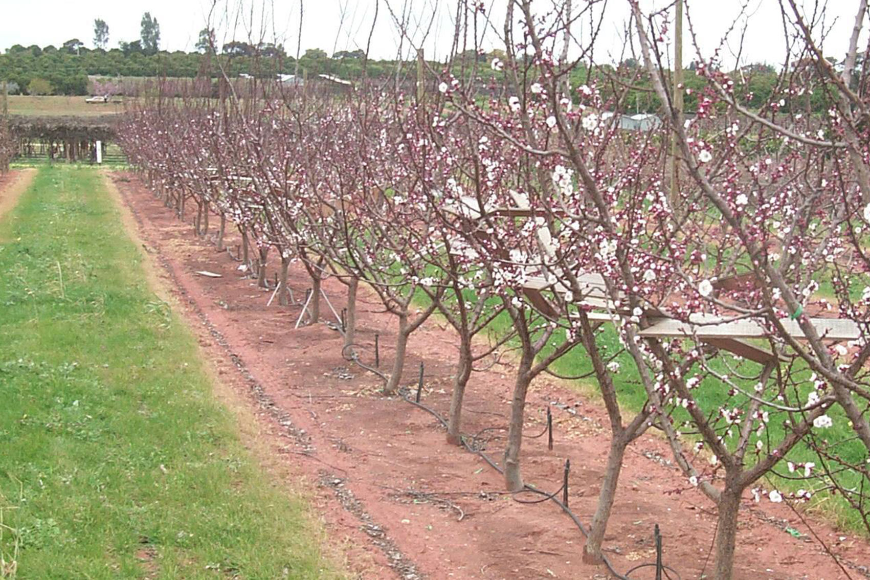 Dried prune industry communications and extension program (DP22000)