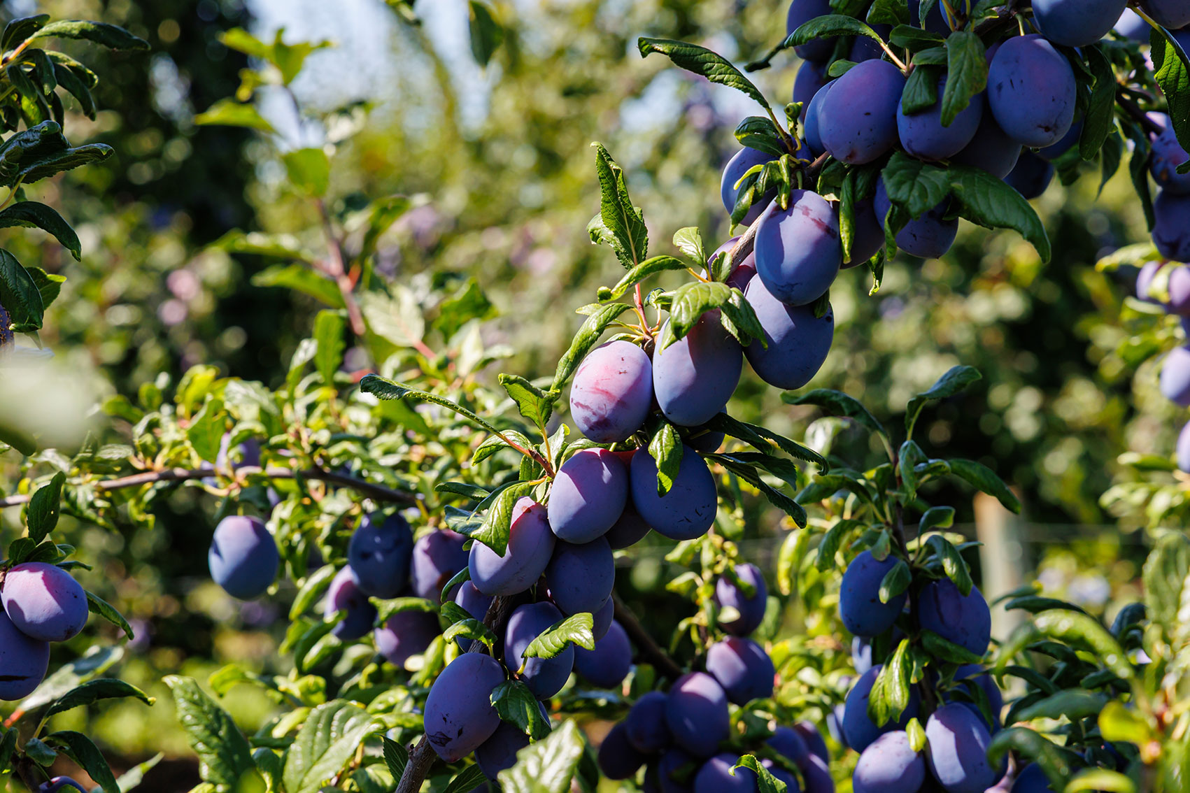 Prune industry international study tour – 2026 IPA Congress, Italy (DP25002)