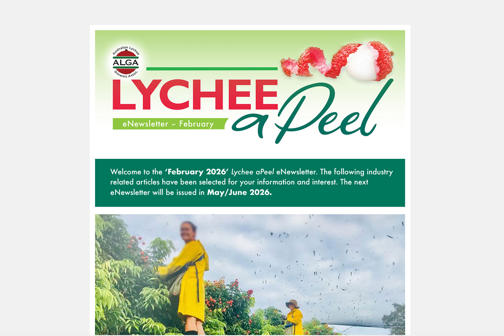 Lychee industry communications and development program (LY23001)
