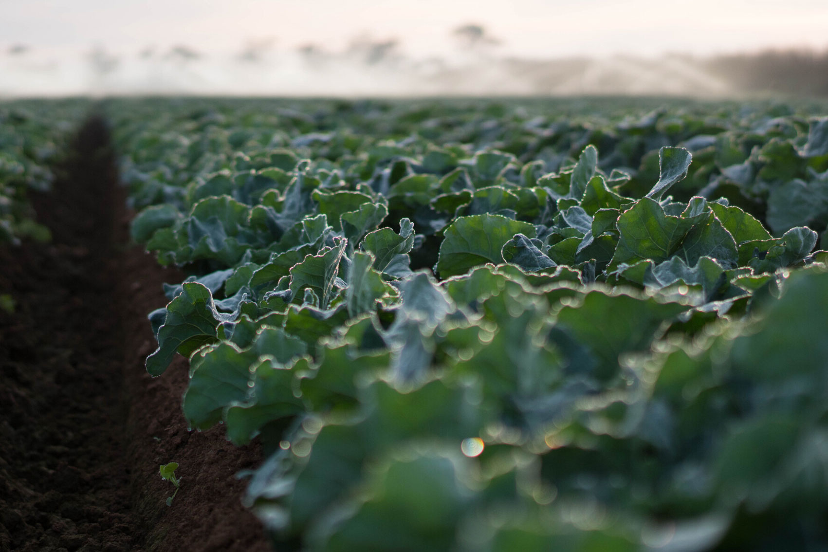 Horticulture trade data 2026–2028 (MT25011) 