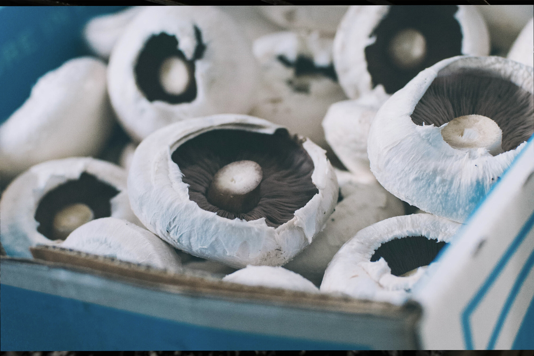 Mushroom – Freshlogic demand data 2026 (MU25004)