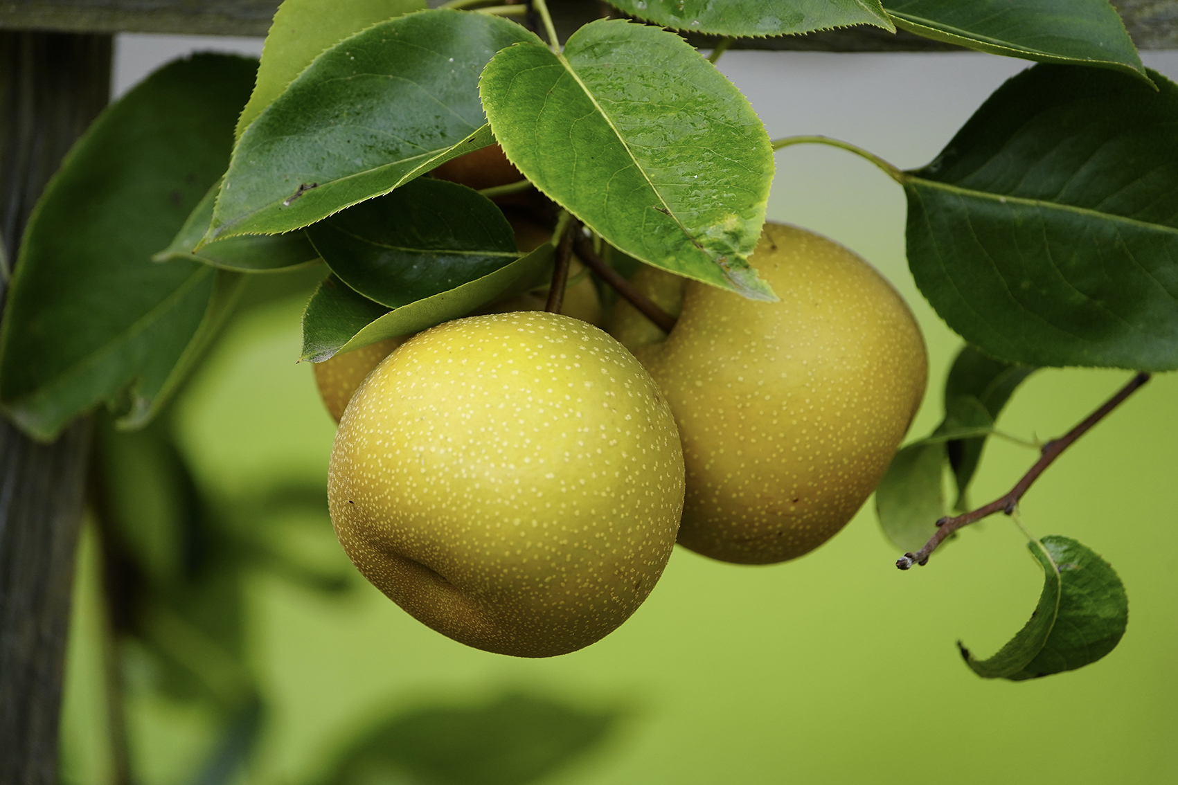 Access to new varieties for Australian nashi growers (NA22000)