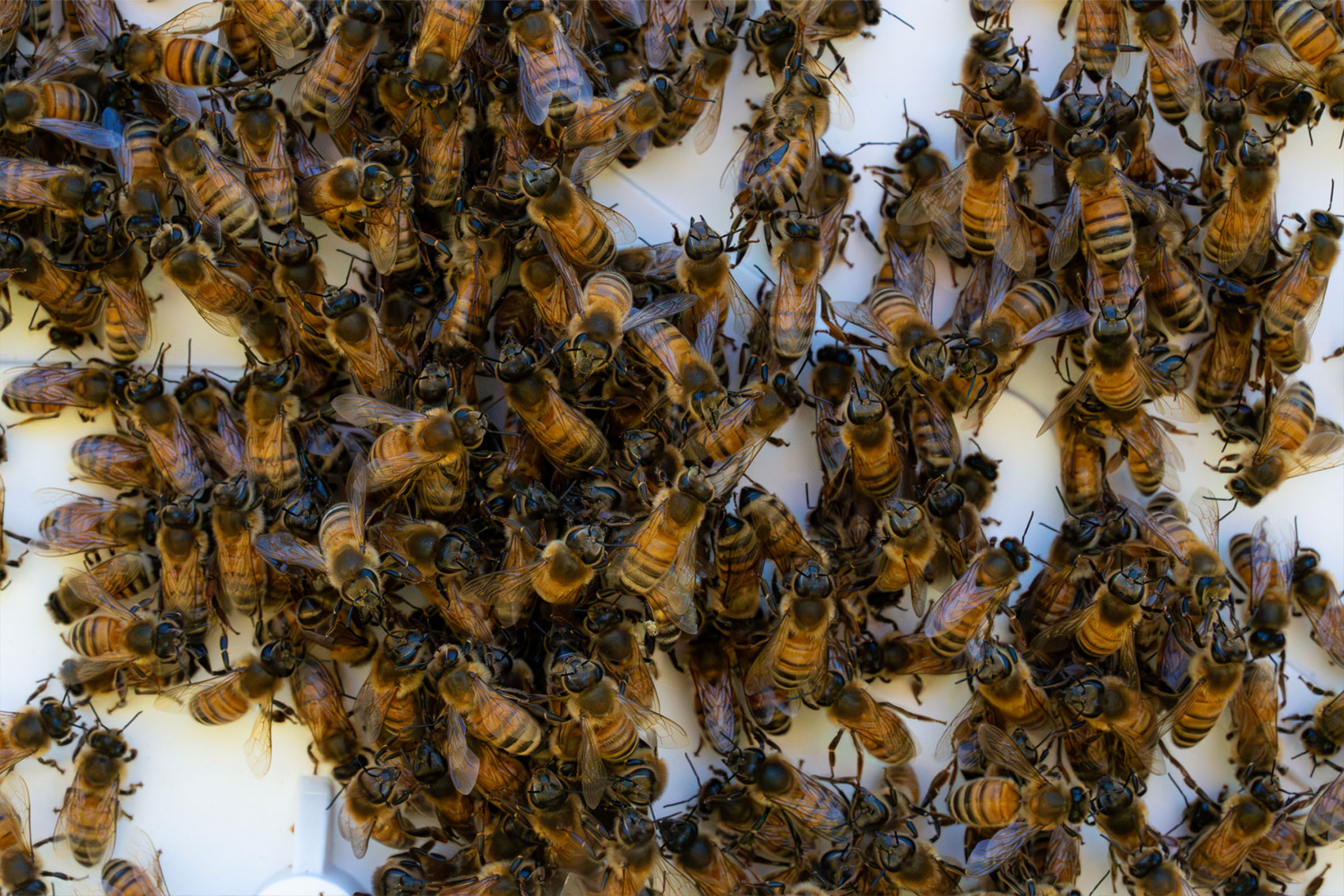 National Bee Pest Surveillance Program (PH25001)