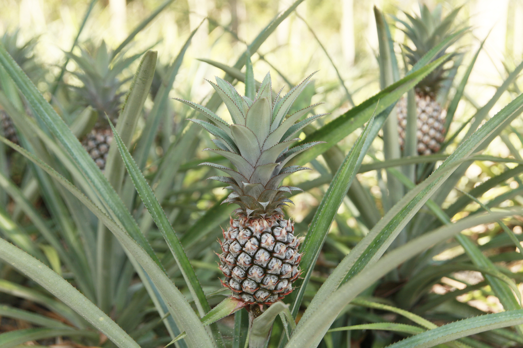 Australian pineapple breeding and evaluation program (PI22001)