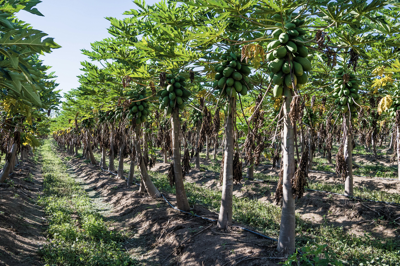 National papaya breeding and evaluation program (PP18000)