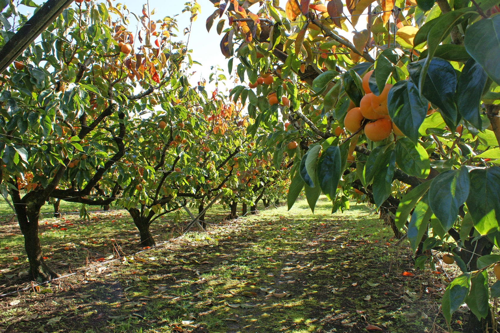 Persimmon industry communications and extension program (PR20000)