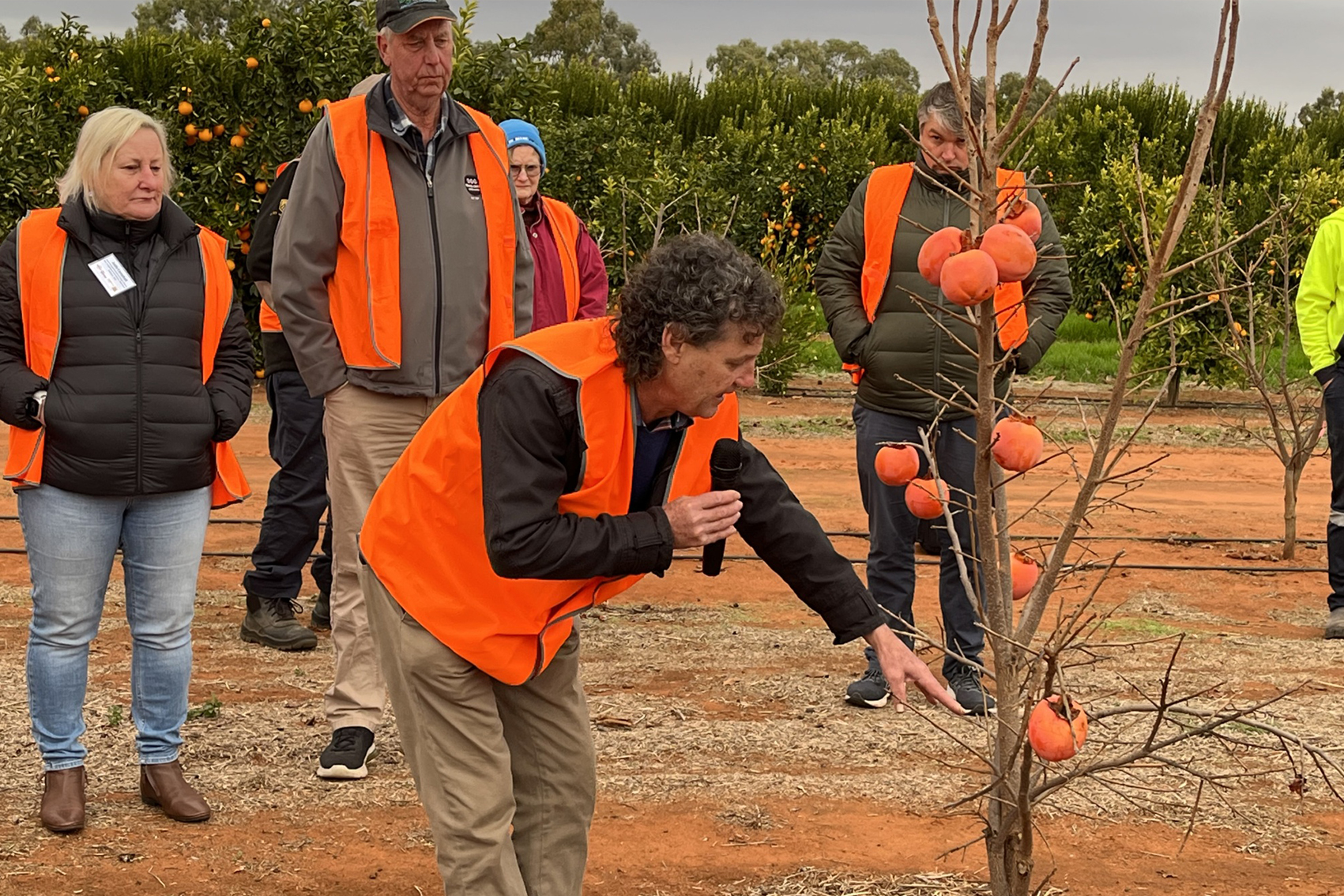 Persimmon industry communications and extension program (PR23003) 
