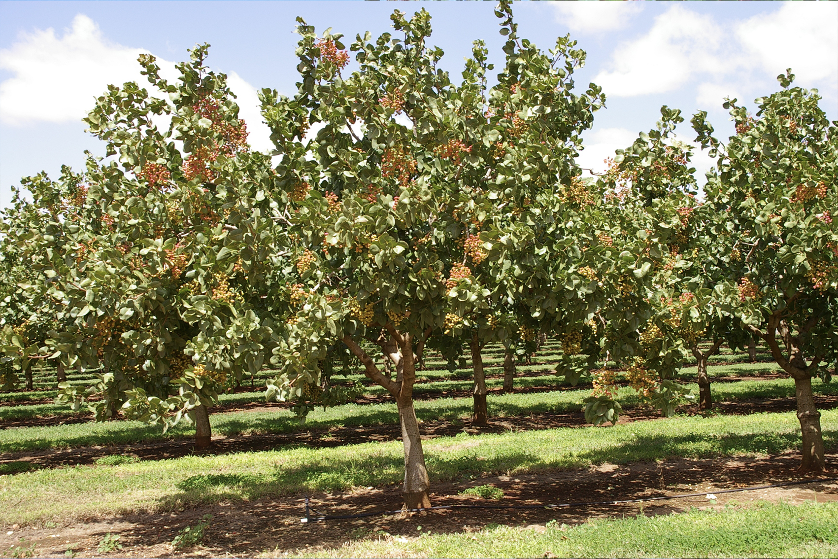 The pistachio industry’s development, extension and adoption program (PS23001)