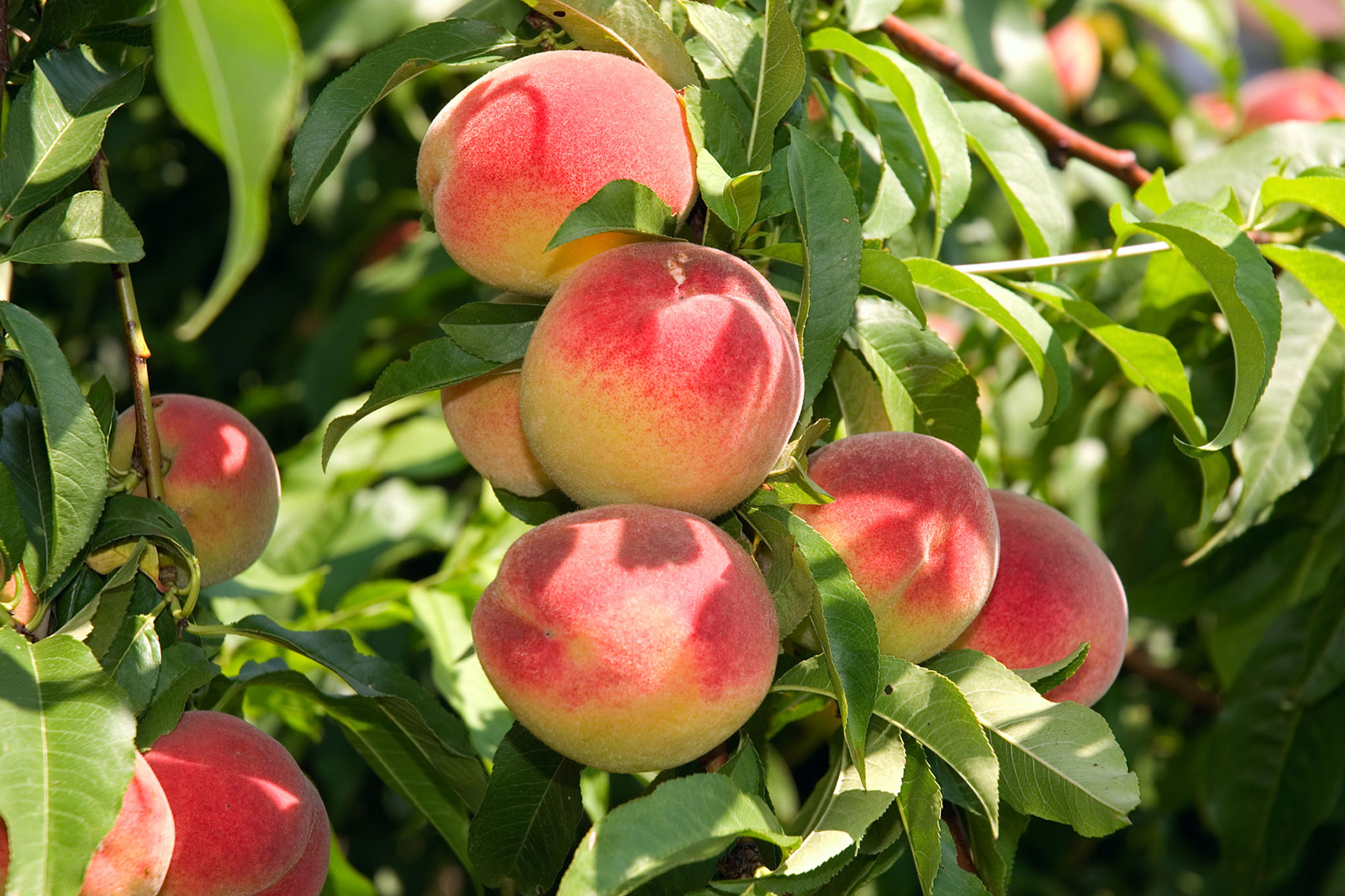 Summerfruit biosecurity plan review (SF25001) 