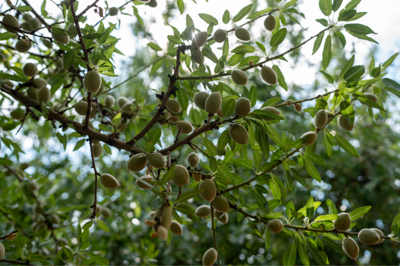 Better data to support smarter decisions for almond growers