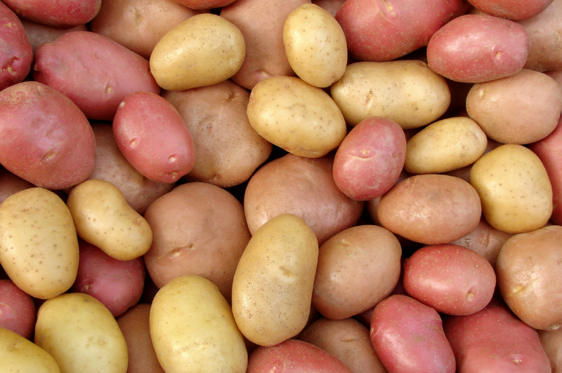 From paddock to packhouse: new project to drive productivity in Australia's potato industry