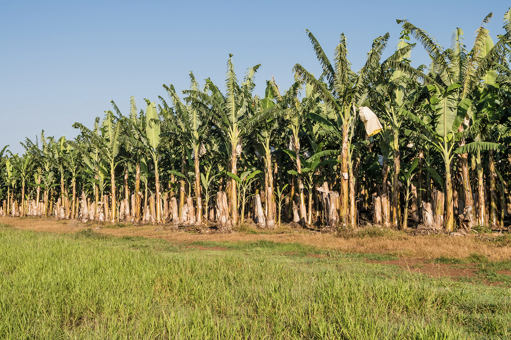 New extension program to deliver practical, on‑farm support for banana growers