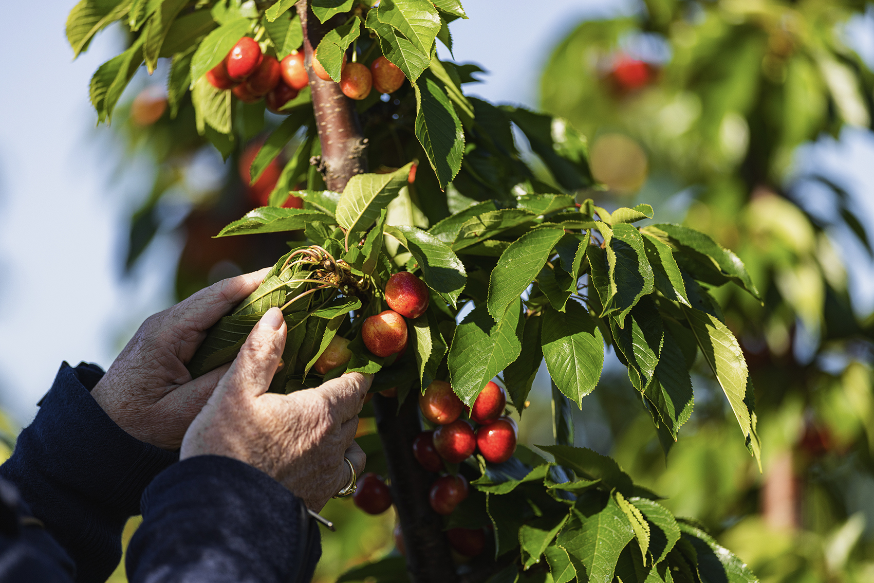 Australian cherry growers set to gain global edge