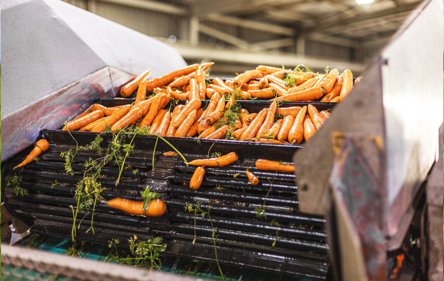 Australian horticulture accelerates global growth push
