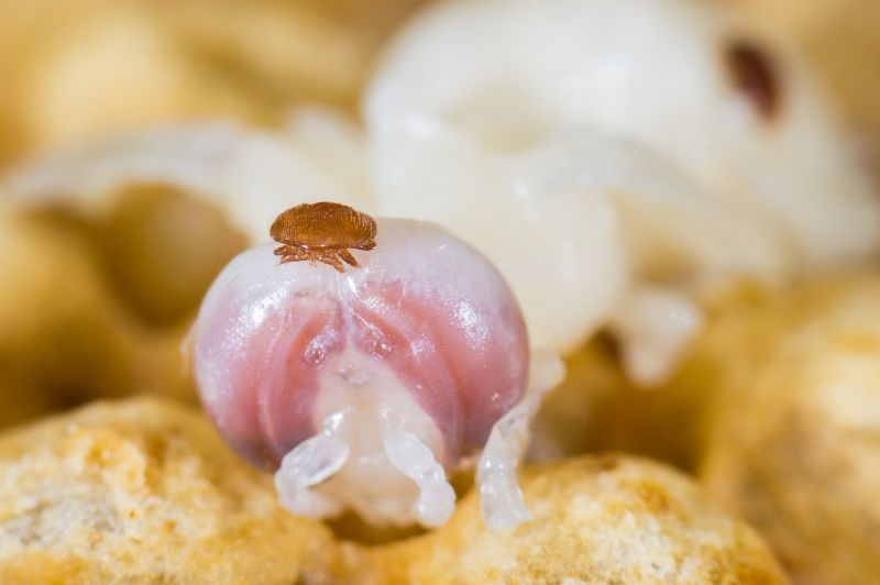 Building the toolkit to help Australia tackle Varroa